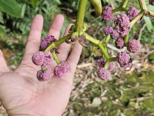 Image of Poikilospermum Acuminatum (Poikilospermum acuminatum) by (c) Cheongweei Gan, some rights reserved (CC BY)