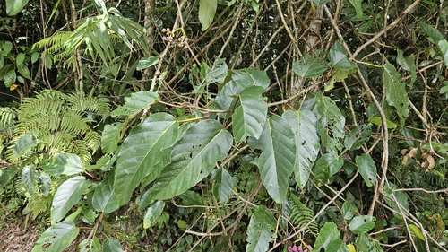 Image of Poikilospermum Acuminatum (Poikilospermum acuminatum) by (c) Cheongweei Gan, some rights reserved (CC BY)