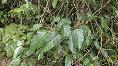 Poikilospermum acuminatum, photograph (c) Cheongweei Gan, some rights reserved (CC BY)