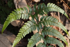 Arachniodes chinensis