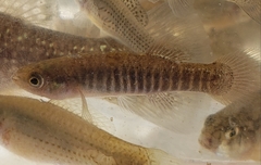 Bayou Killifish photo 5