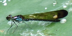 Heliocypha biforata