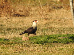 Caracara plancus