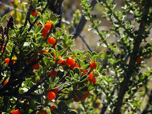Coprosma montana
