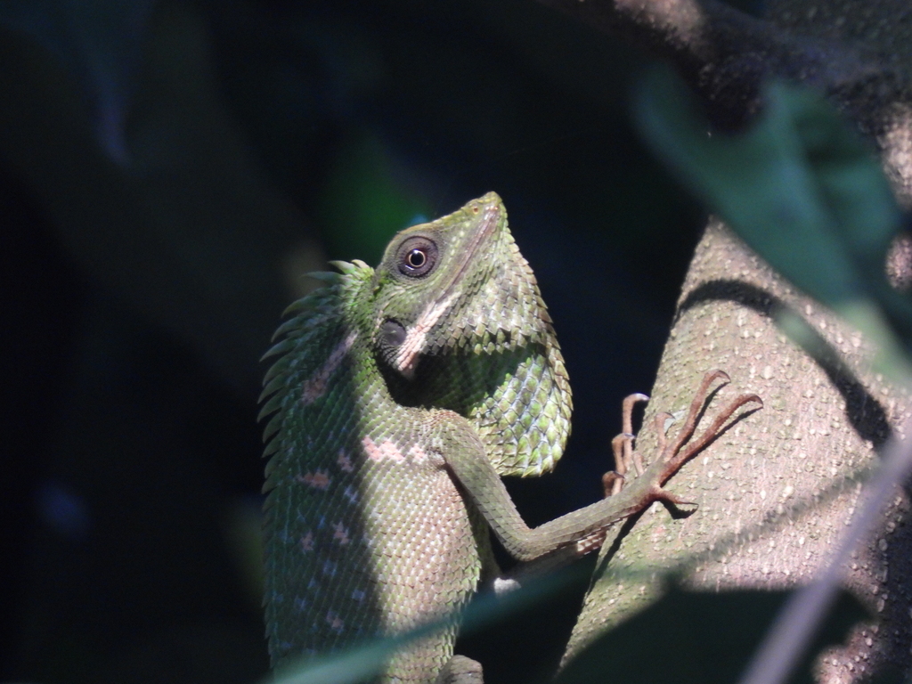 Great Crested Canopy Lizard