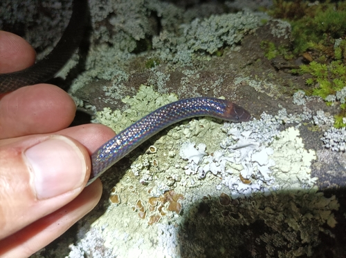 Highland Earth Snake, Geophis mutitorques