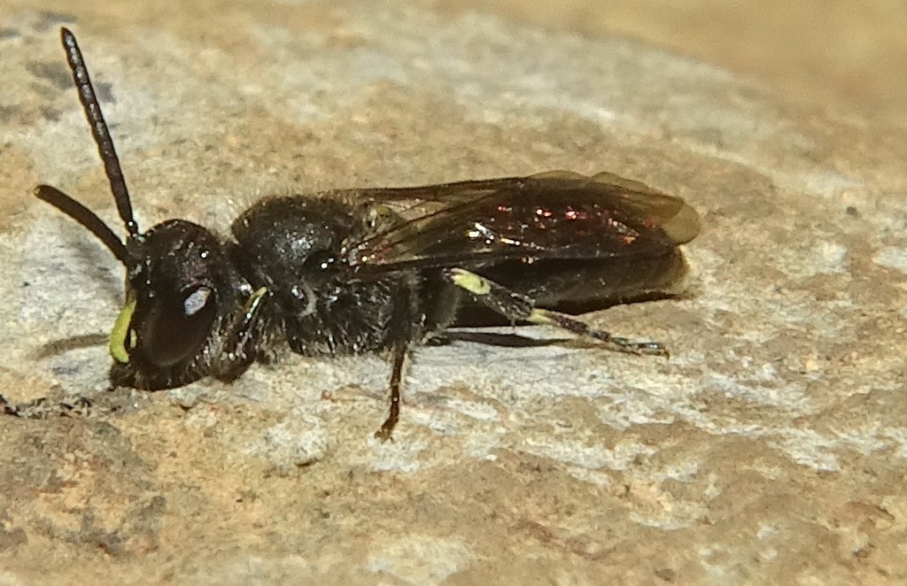 Snowy Masked Bee