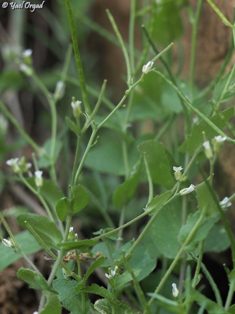 Arabis aucheri