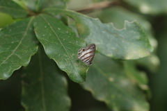 Euptychia