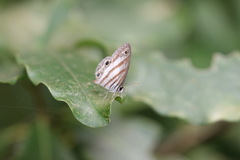 Euptychia