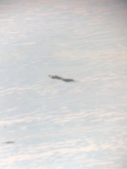 Crocodylia