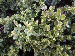 Buxus microphylla