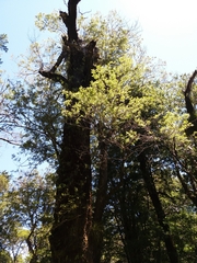 Weinmannia trichosperma