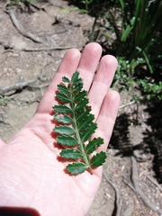 Weinmannia trichosperma