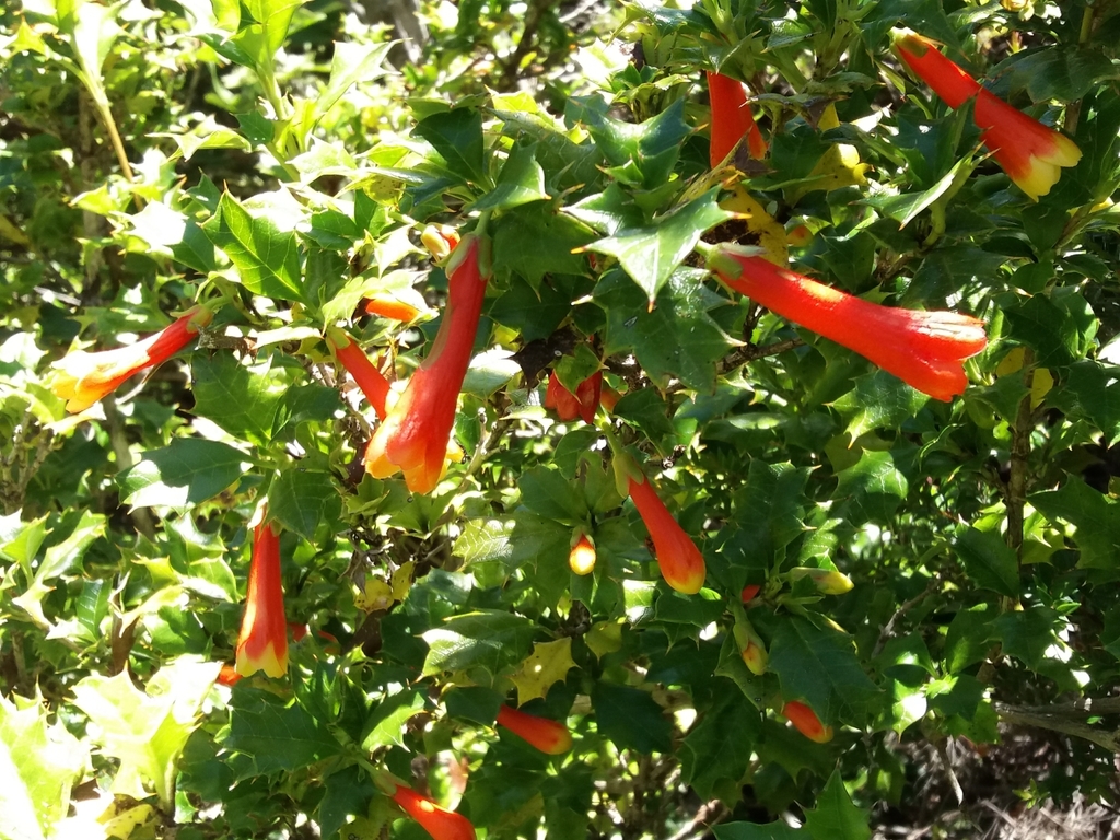 Chilean Holly