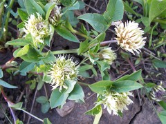 Trifolium longipes