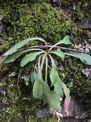 Micranthes virginiensis