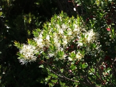 Metrosideros stipularis