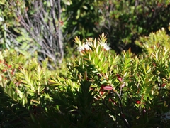 Metrosideros stipularis