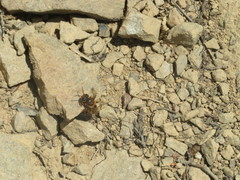 Leioproctus fulvescens