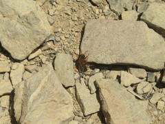 Leioproctus fulvescens