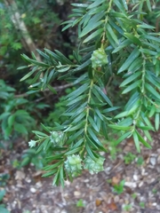 Saxegothaea conspicua