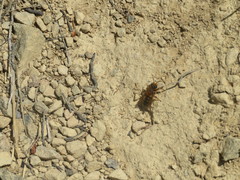 Leioproctus fulvescens