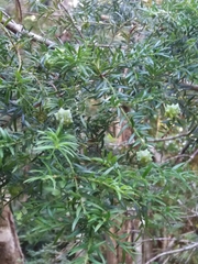 Saxegothaea conspicua