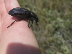 Lyperobius huttoni