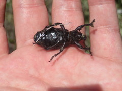 Lyperobius huttoni