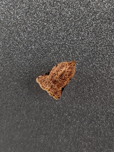 Rhomboceros