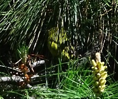 Chlorodrepanis virens wilsoni