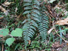 Polystichum neozelandicum neozelandicum