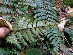 Polystichum neozelandicum neozelandicum