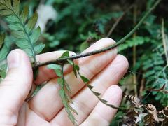 Polystichum neozelandicum neozelandicum
