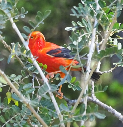 Drepanis coccinea