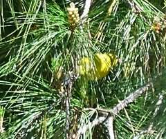 Chlorodrepanis virens wilsoni