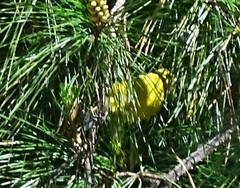 Chlorodrepanis virens wilsoni