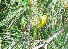 Chlorodrepanis virens wilsoni