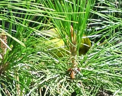 Chlorodrepanis virens wilsoni