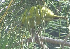 Chlorodrepanis virens wilsoni