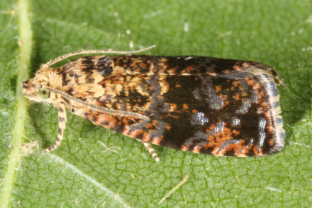 Selenodes karelica