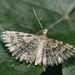 Many-plumed and False Plume Moths - Photo (c) bramblejungle, some rights reserved (CC BY-NC)