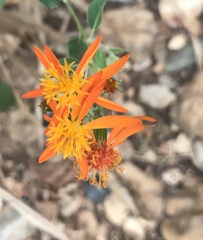 Pseudogynoxys haenkei