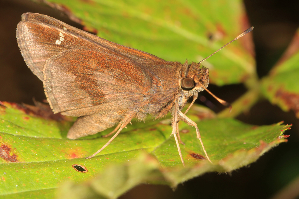 Lerema ochrius