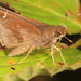 Ocherous Skipper - Photo (c) Judy Gallagher, some rights reserved (CC BY)