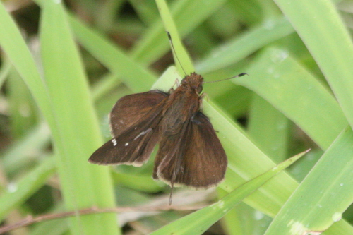 Ocherous Skipper