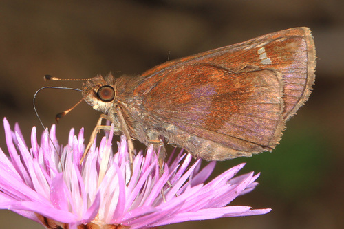 Ocherous Skipper
