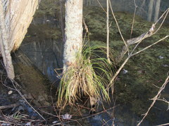 Carex decomposita