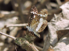Castilia griseobasalis
